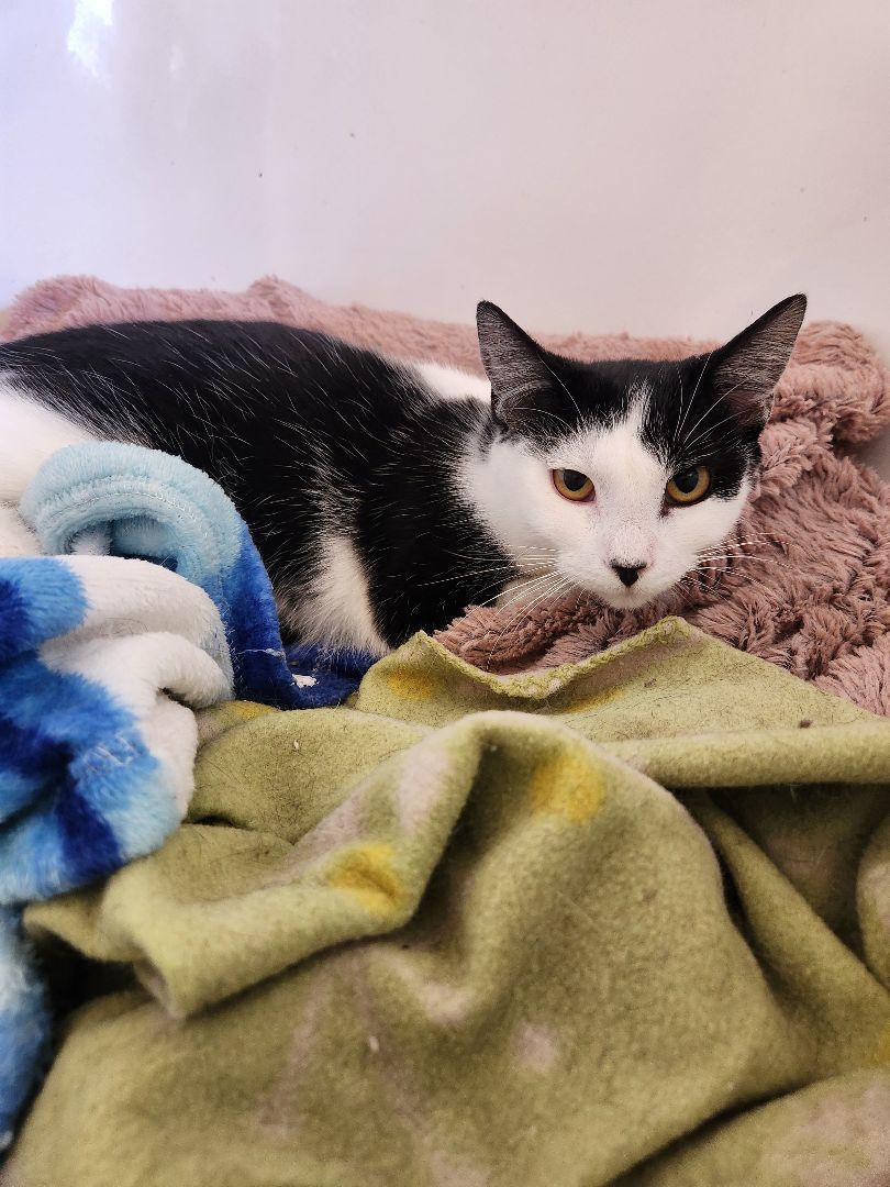 Jesse, an adopted Domestic Short Hair in Greenville, SC_image-1