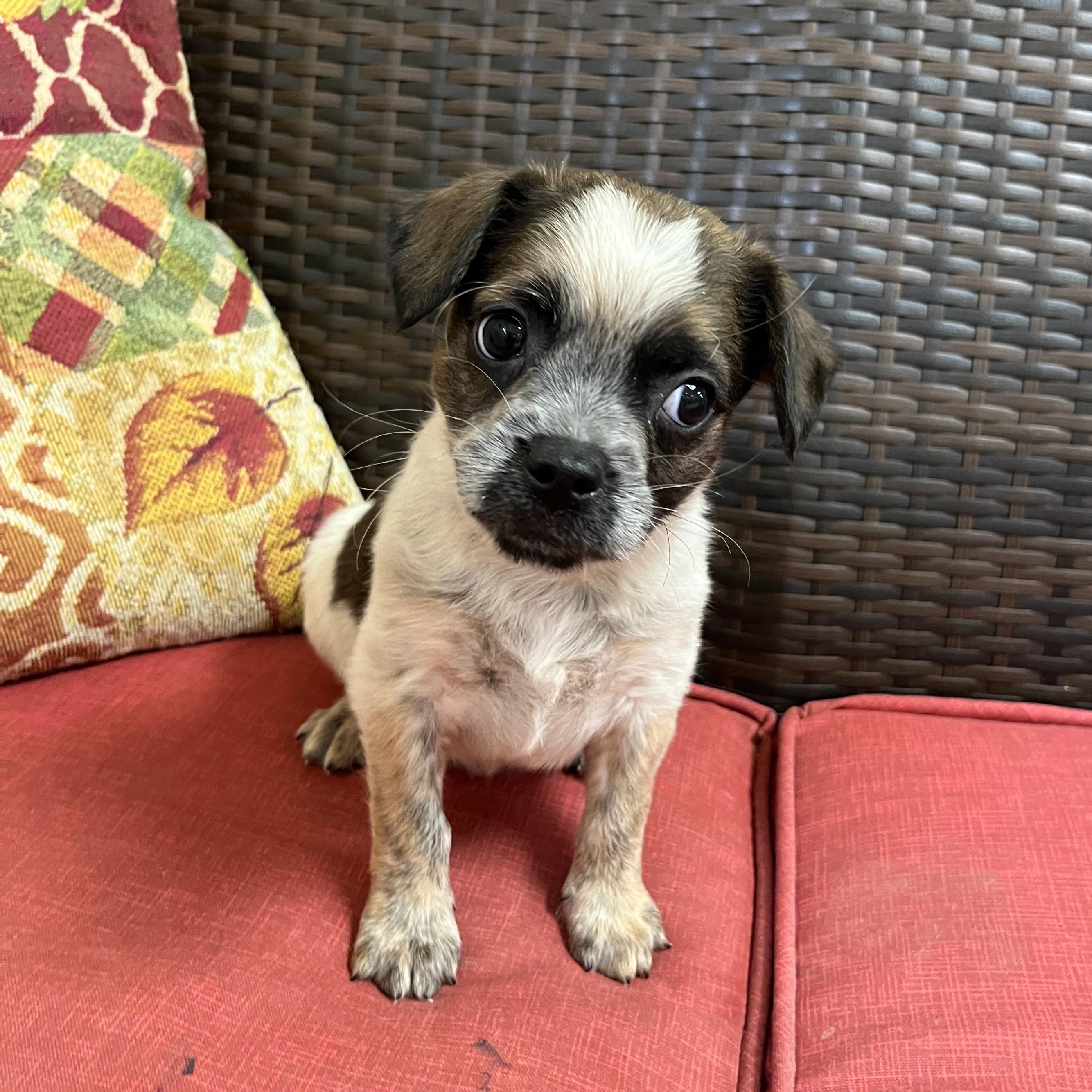 Enlarge Nacho, an adopted mixed breed in Kerrville, TX image 1/1