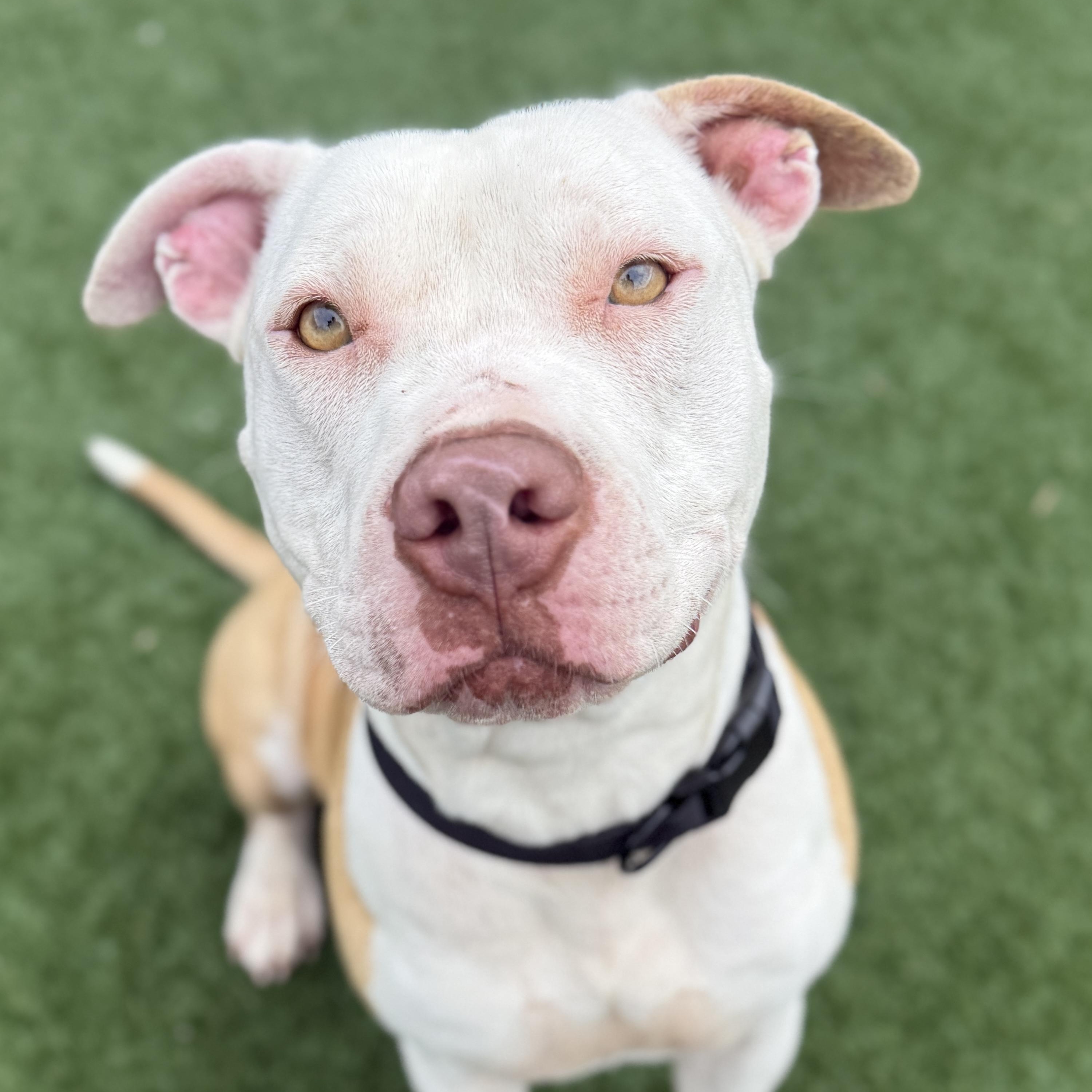 Daniel Tiger — thumbnail 2