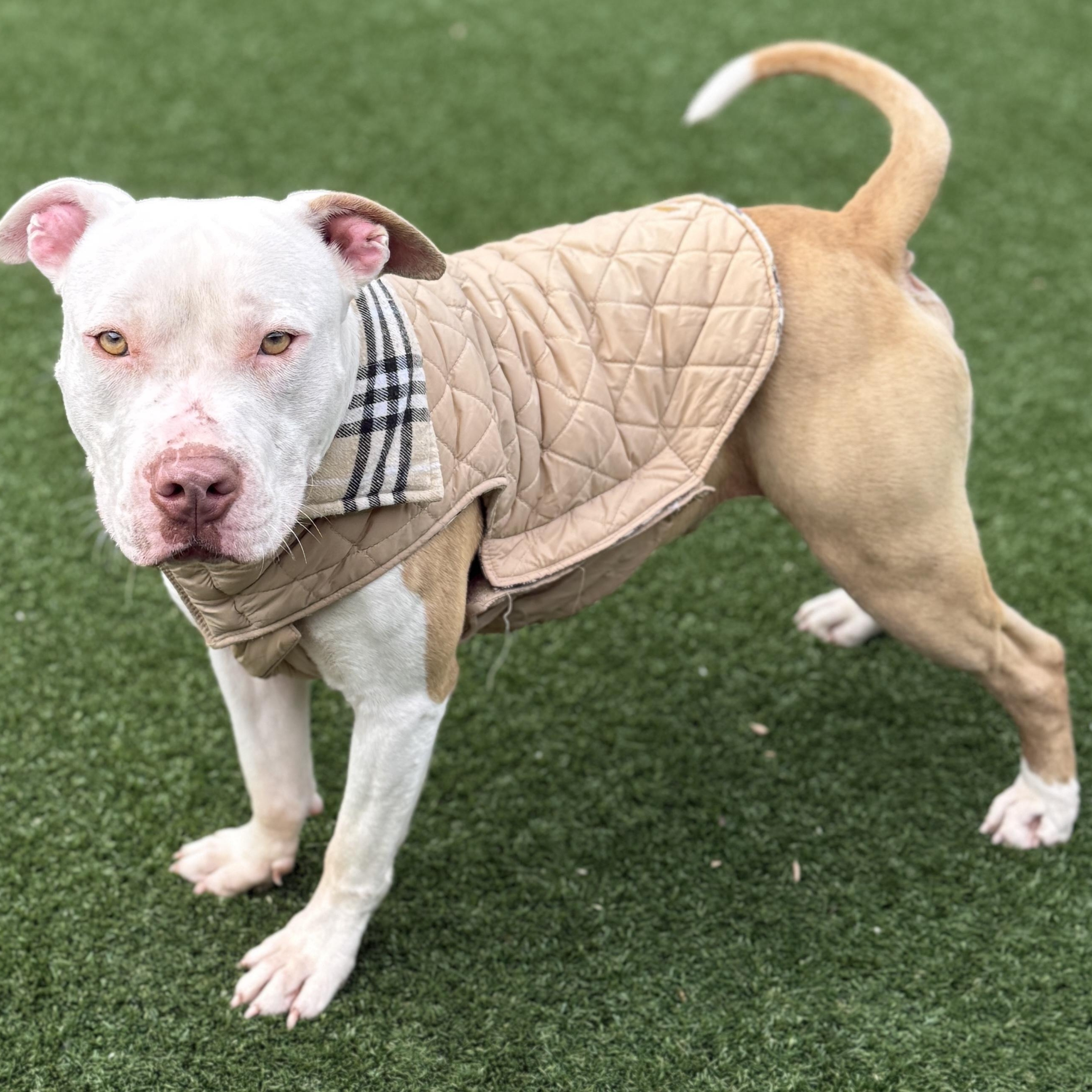 Daniel Tiger — thumbnail 3