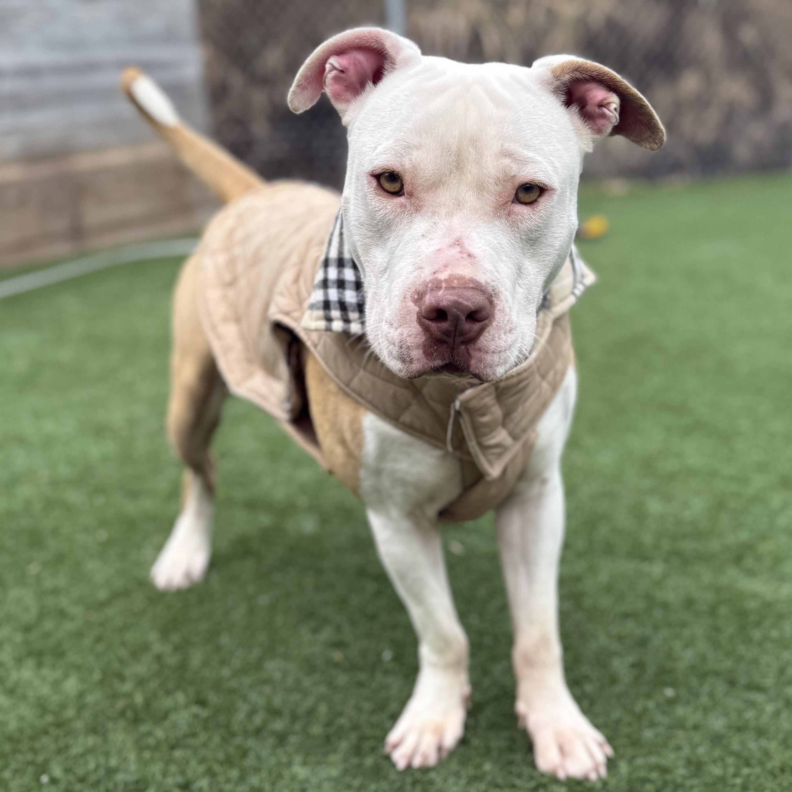 Daniel Tiger — thumbnail 5