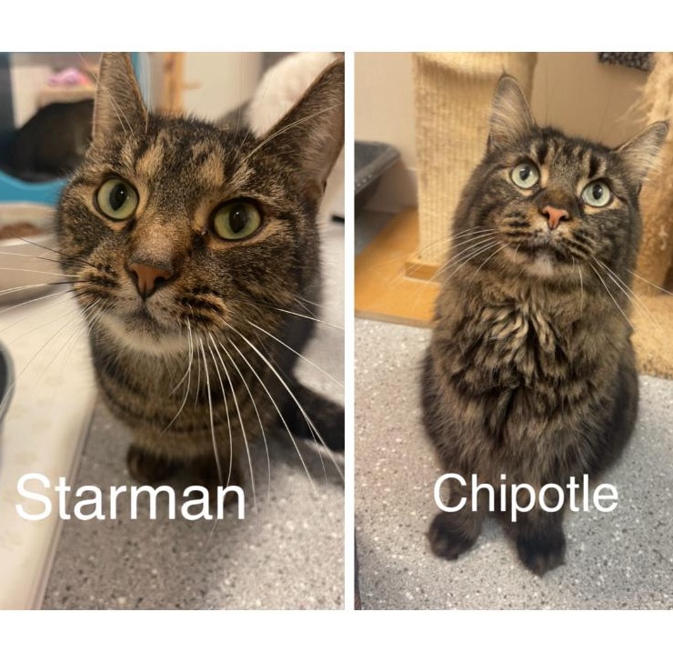 Chipotle & Starman