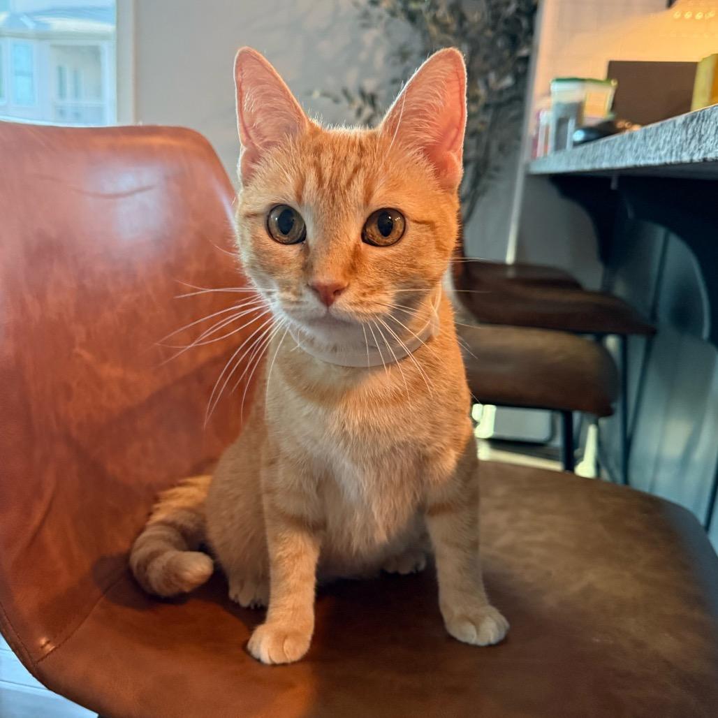 Junie Rae, Adoptable, Adult Female Domestic Short Hair.