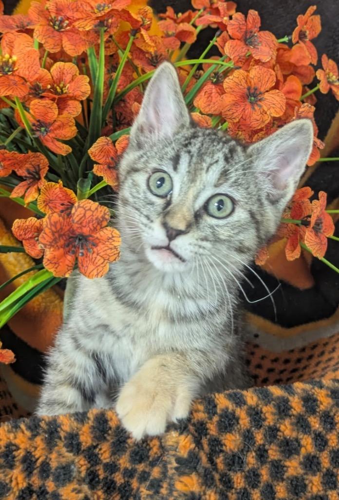 Enlarge 4/14/26 Nina, a Adoptable mixed breed in Stillwater, OK image 1/1