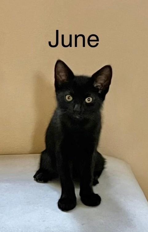 June, Adoptable, Kitten Female Domestic Short Hair.