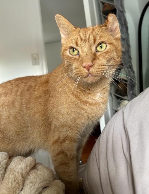 Kimchi, adopted, Adult Male Domestic Short Hair.