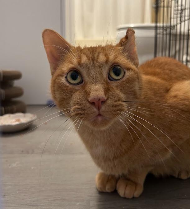 Kimchi, an adopted Domestic Short Hair in Indianapolis, IN image 5/6