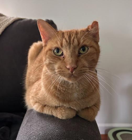 Kimchi, an adopted Domestic Short Hair in Indianapolis, IN image 3/6