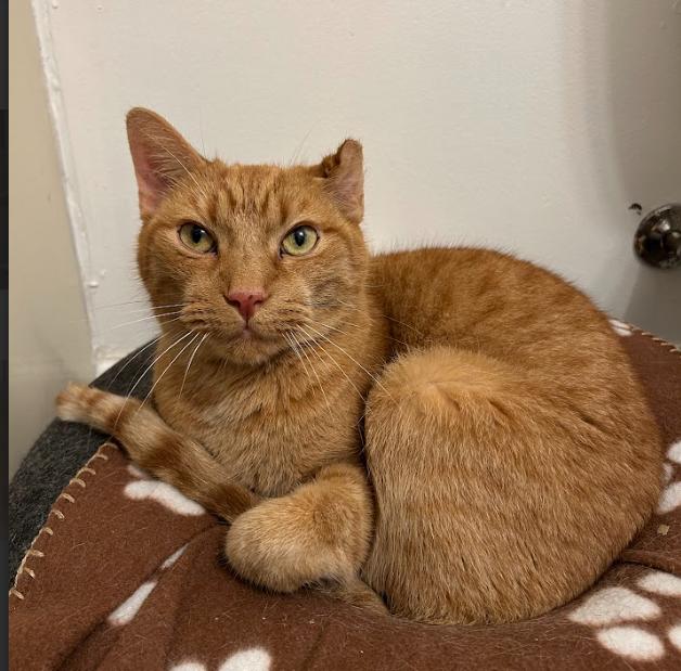 Kimchi, an adopted Domestic Short Hair in Indianapolis, IN image 2/6