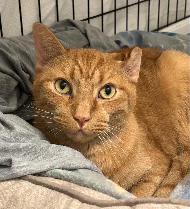 Kimchi, an adopted Domestic Short Hair in Indianapolis, IN image 4/6