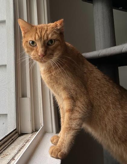 Kimchi, an adopted Domestic Short Hair in Indianapolis, IN image 6/6