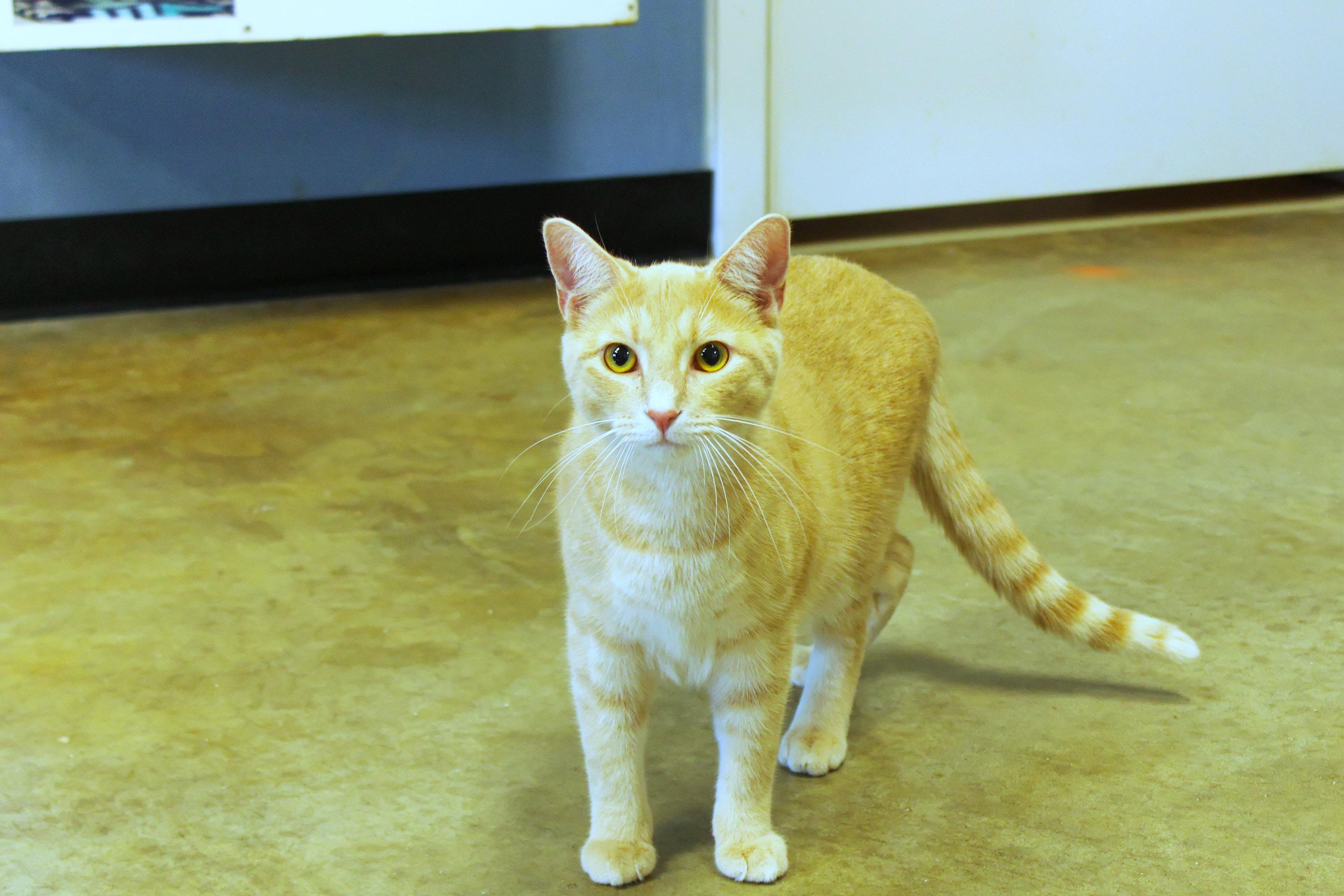 Enlarge Hans, a ADOPTABLE mixed breed in Urbana, OH image 6/6