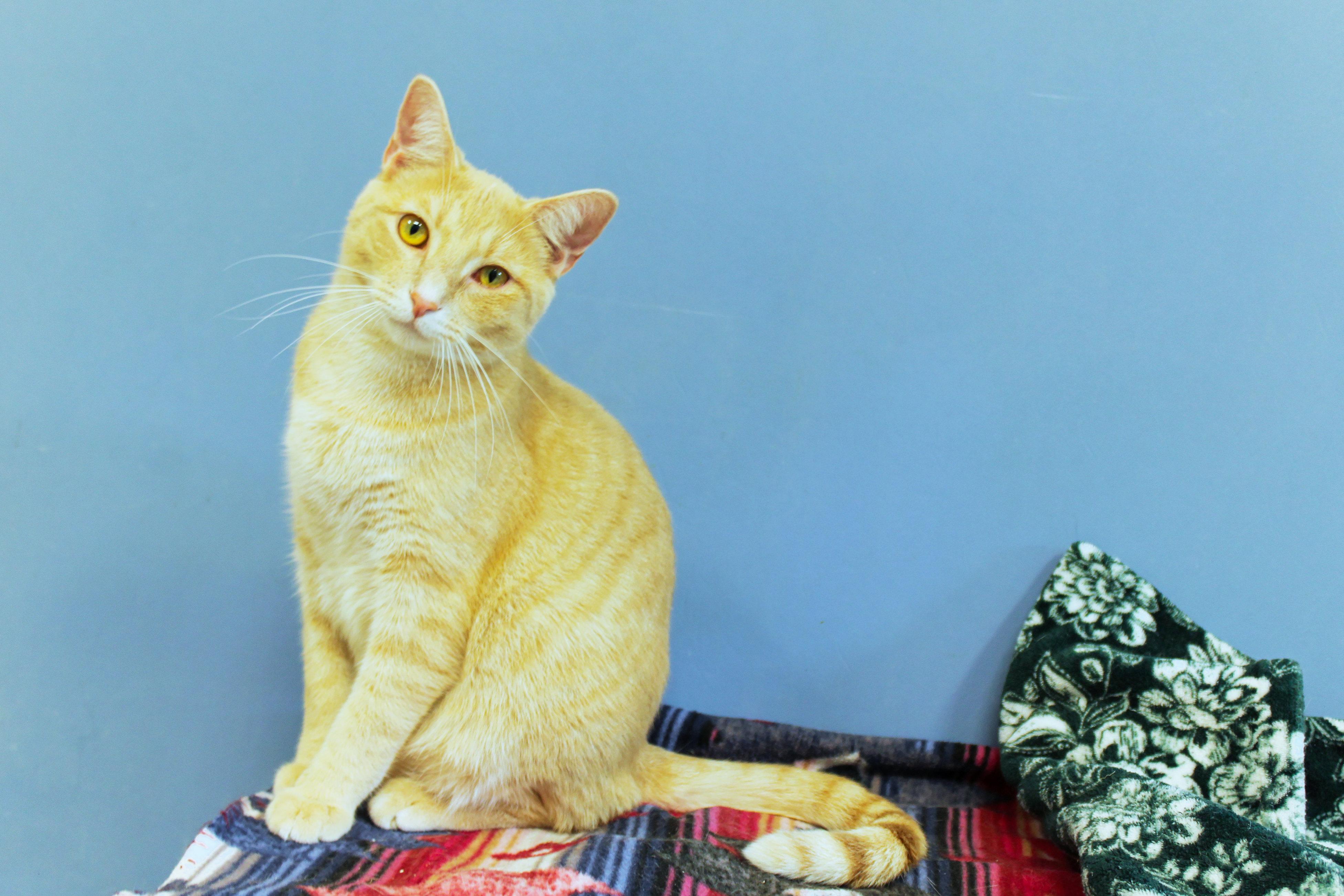Enlarge Hans, a ADOPTABLE mixed breed in Urbana, OH image 1/6