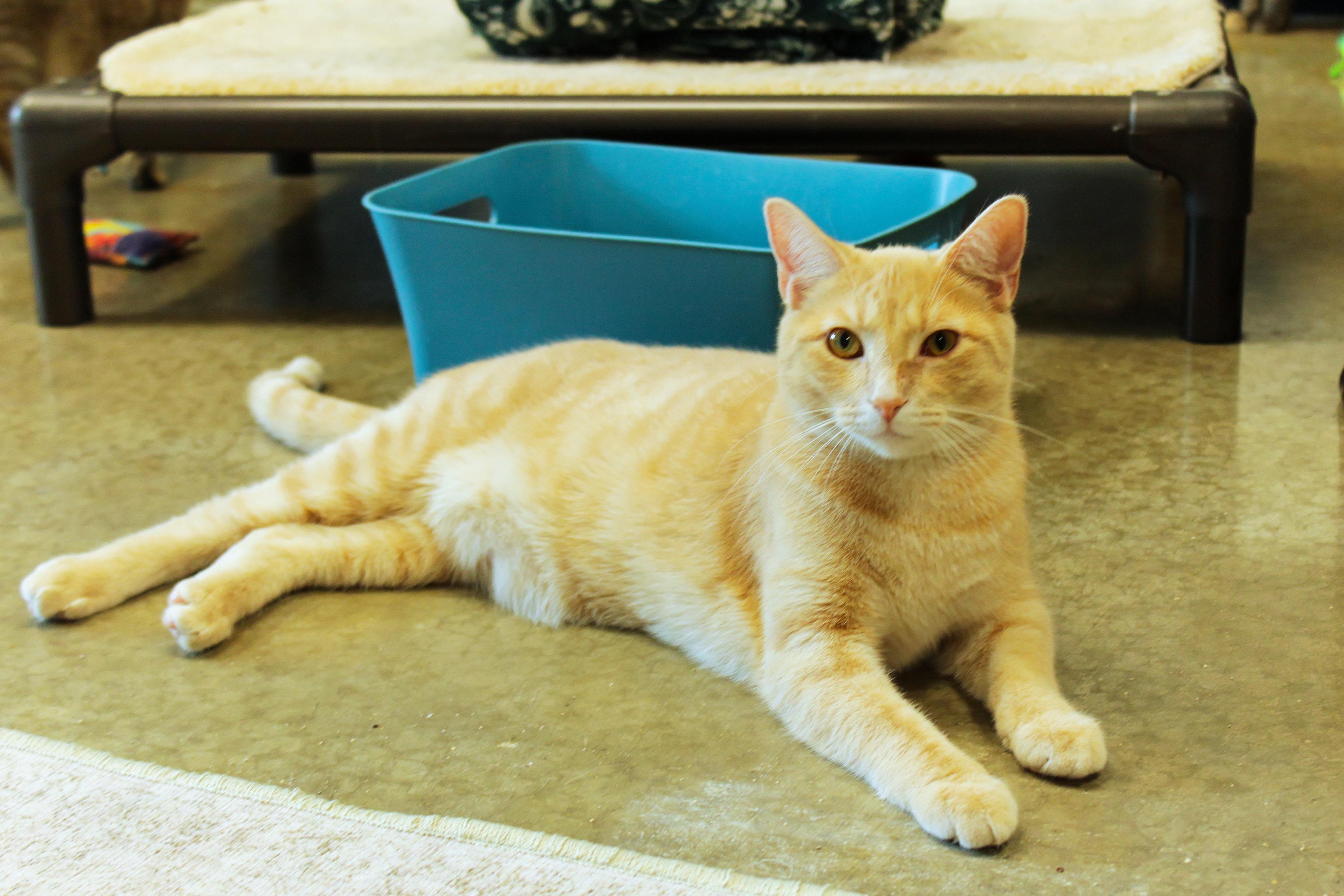 Enlarge Hans, a ADOPTABLE mixed breed in Urbana, OH image 3/6