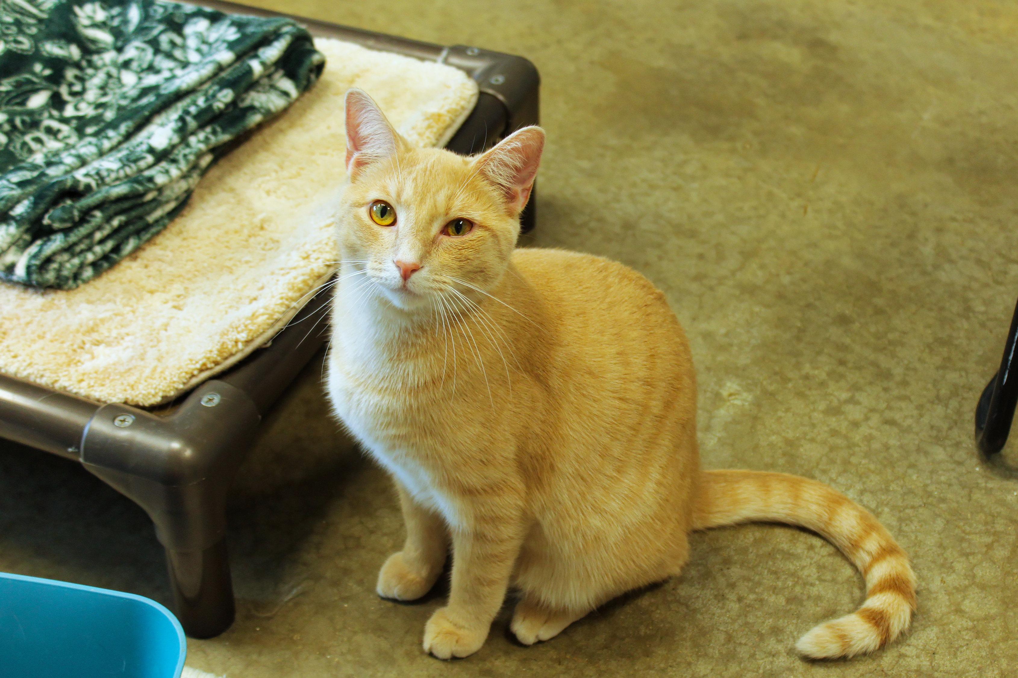 Enlarge Hans, a ADOPTABLE mixed breed in Urbana, OH image 5/6