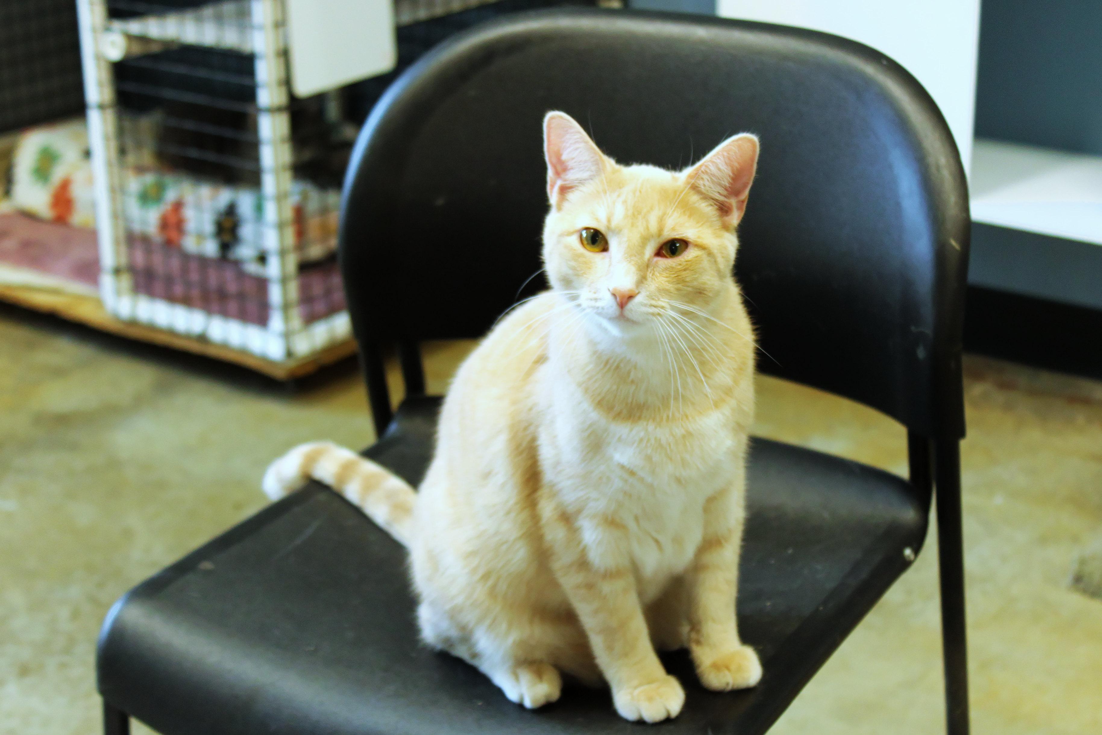 Enlarge Hans, a ADOPTABLE mixed breed in Urbana, OH image 4/6