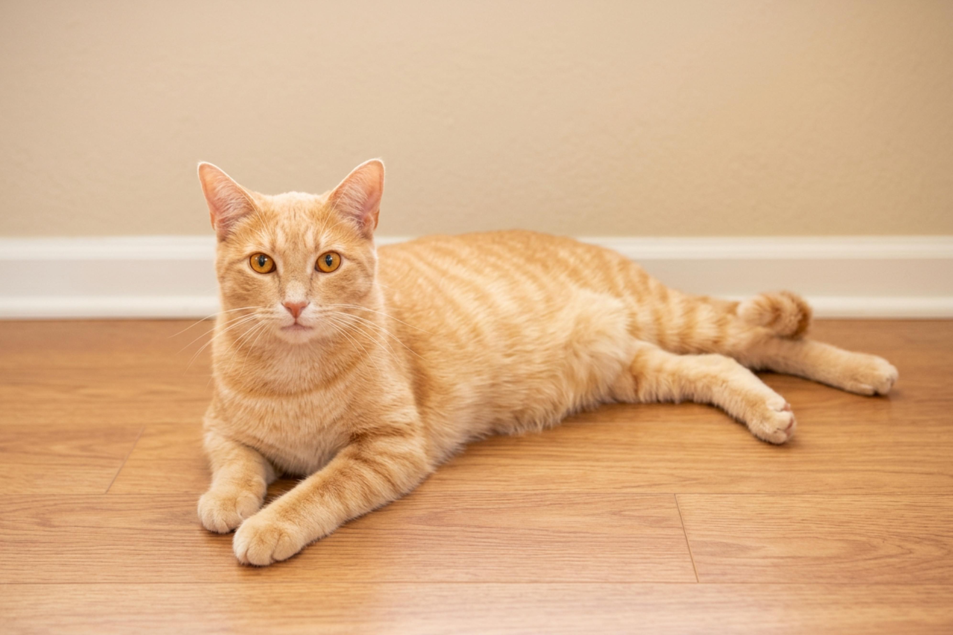 Enlarge Hans, a ADOPTABLE mixed breed in Urbana, OH image 2/6