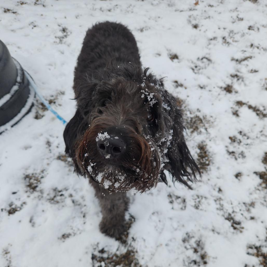 Fonzie, Adoptable, Adult Male Standard Poodle.