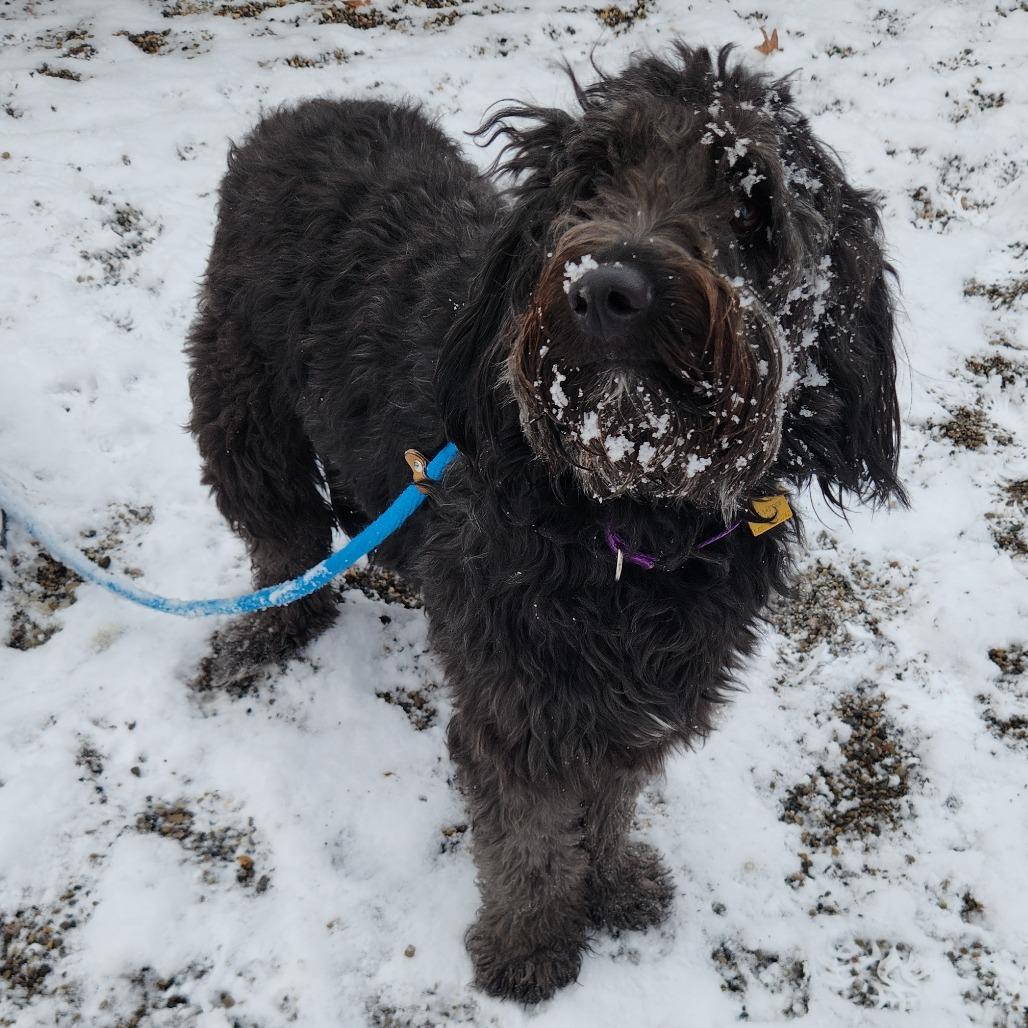 Enlarge Fonzie, a Adoptable Standard Poodle in Fort Wayne, IN image 2/4