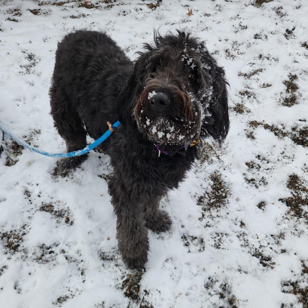 Enlarge Fonzie, a Adoptable Standard Poodle in Fort Wayne, IN image 4/4