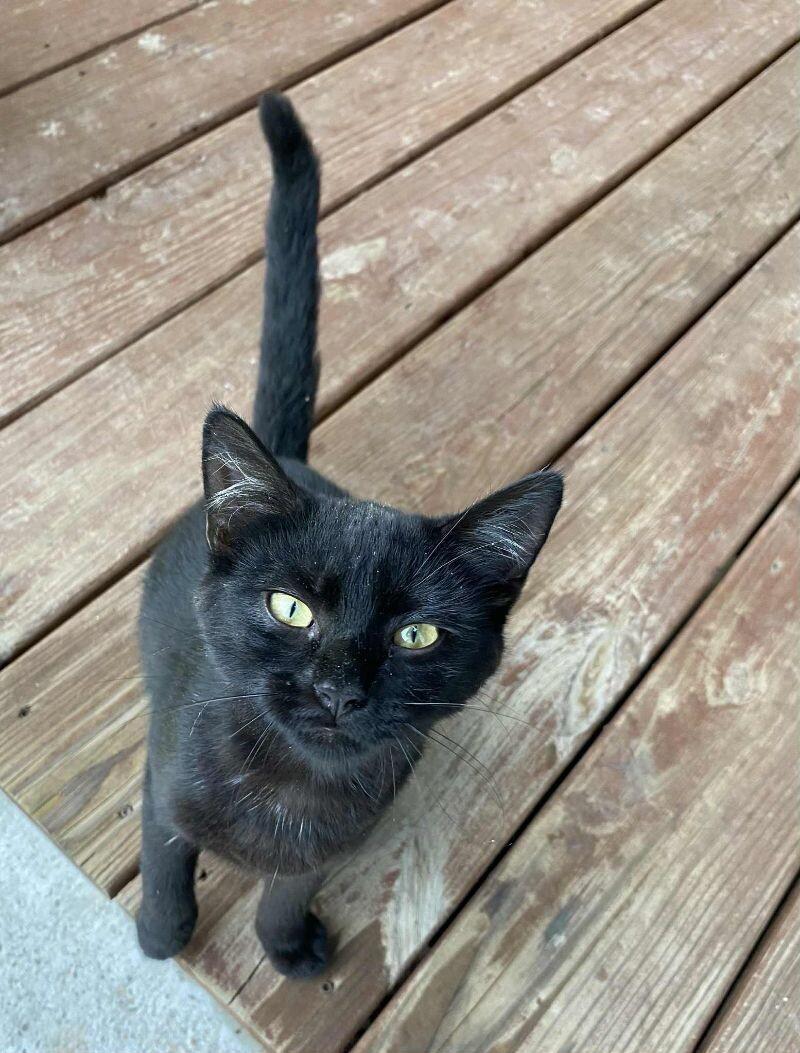 Enlarge Marceline, a Adoptable Domestic Short Hair in Partlow, VA image 1/1