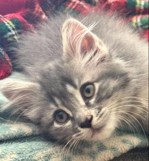 Enlarge Danny, an adopted Domestic Medium Hair in Battle Creek, MI image 1/1
