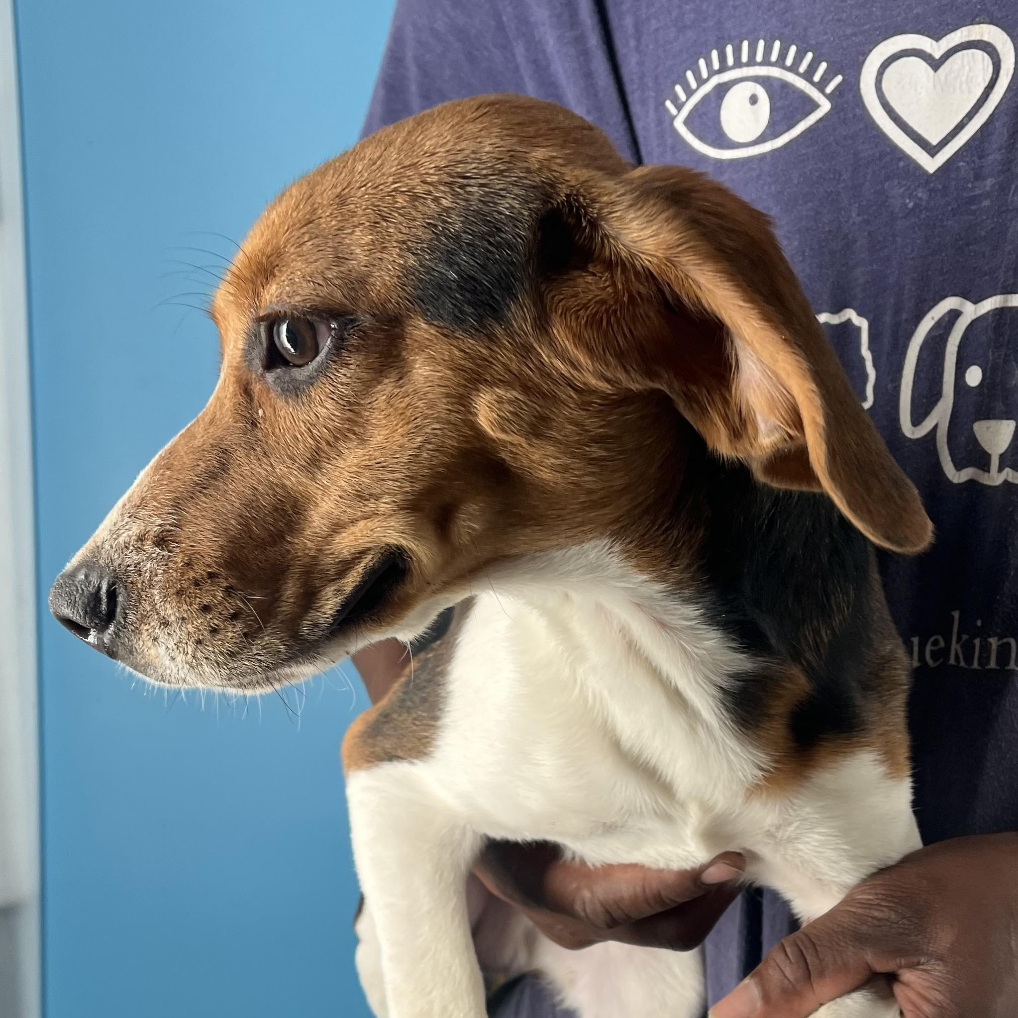 Happy  Local Dec thumbnail 6