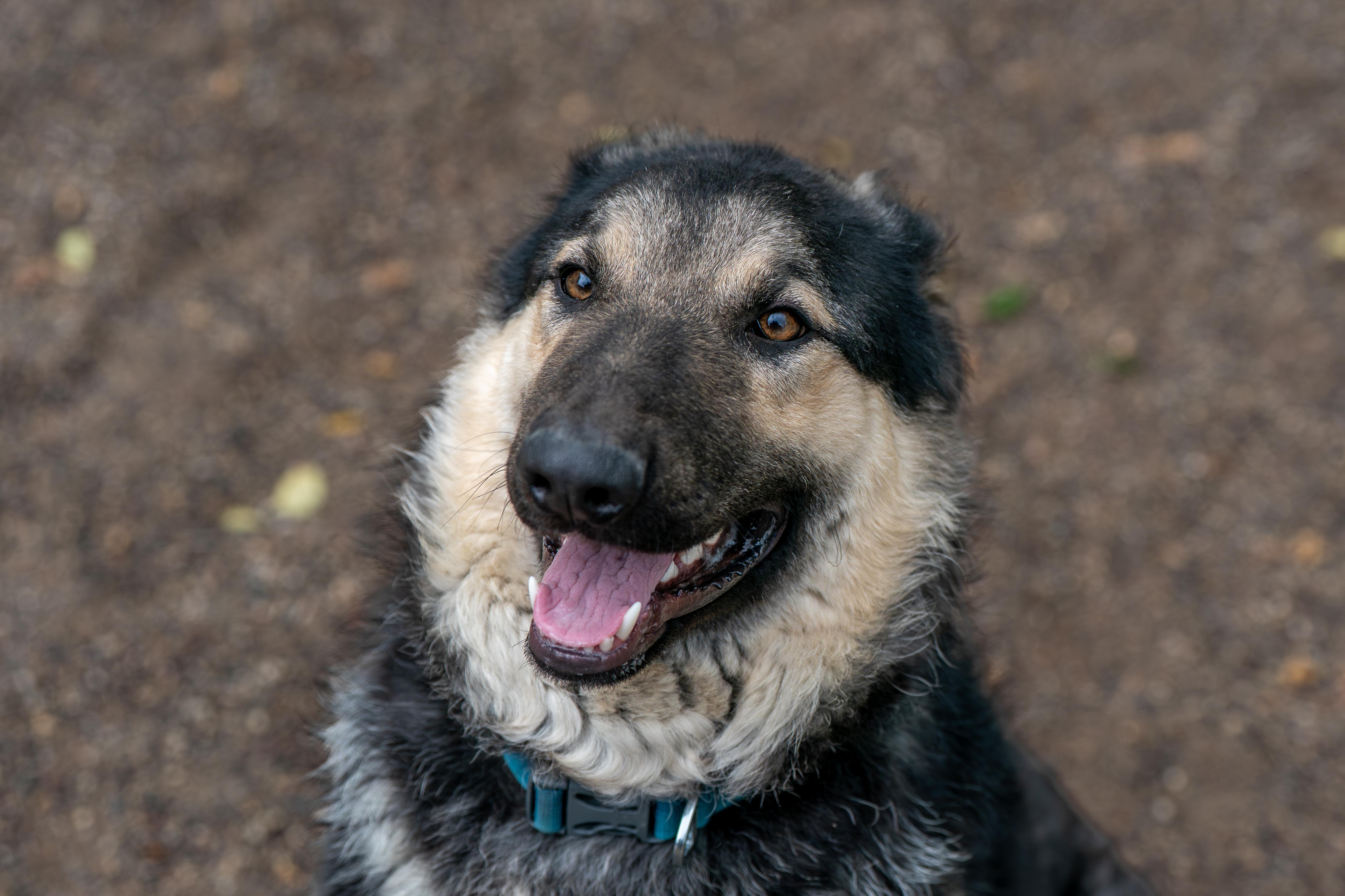 Toby, a ADOPTABLE mixed breed in Red Wing, MN image 4/5