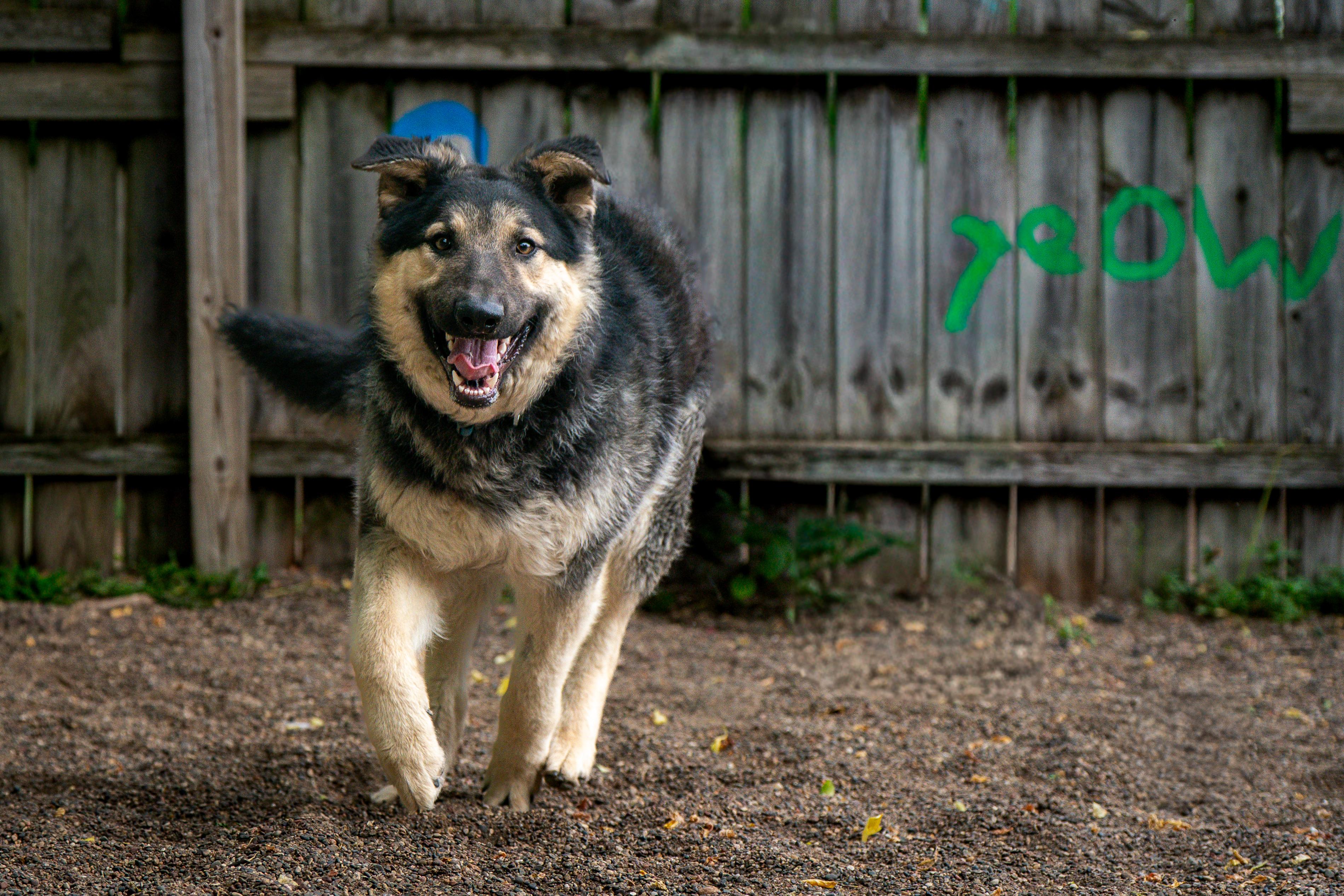 Toby, a ADOPTABLE mixed breed in Red Wing, MN image 3/5