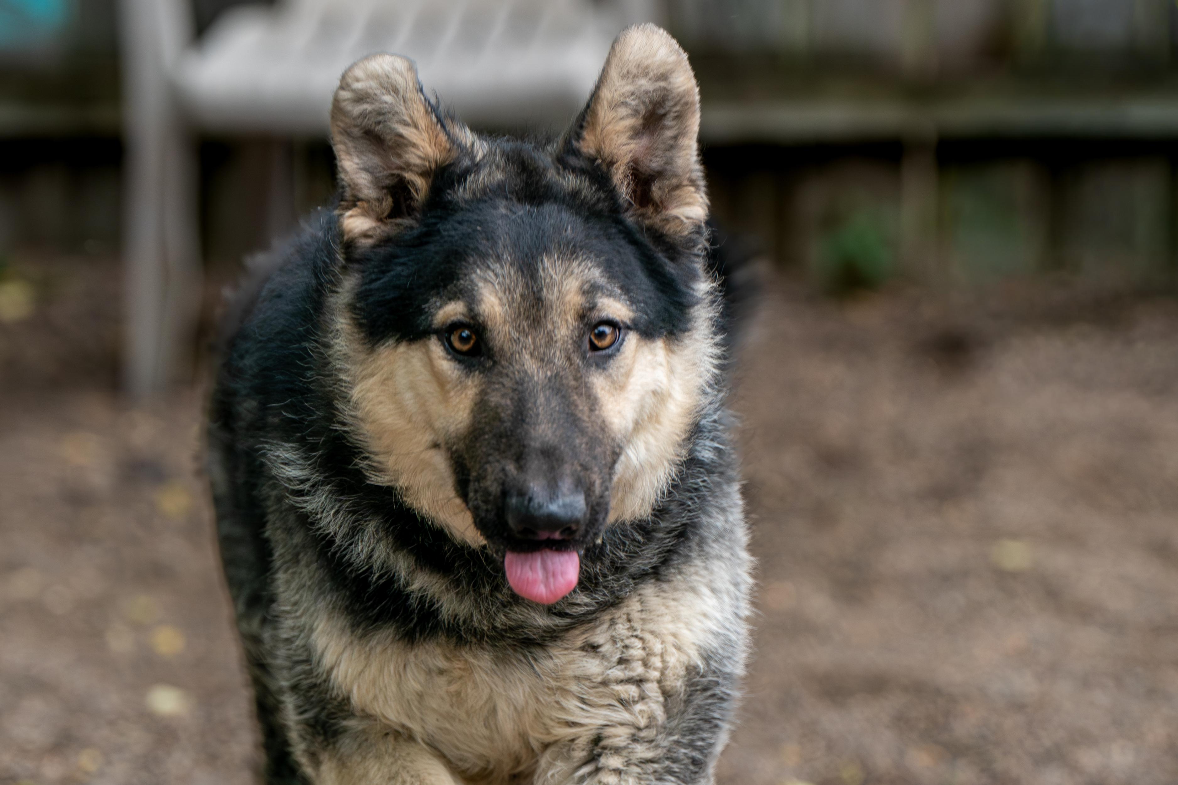 Toby, ADOPTABLE, Young Male Collie & Shepherd.