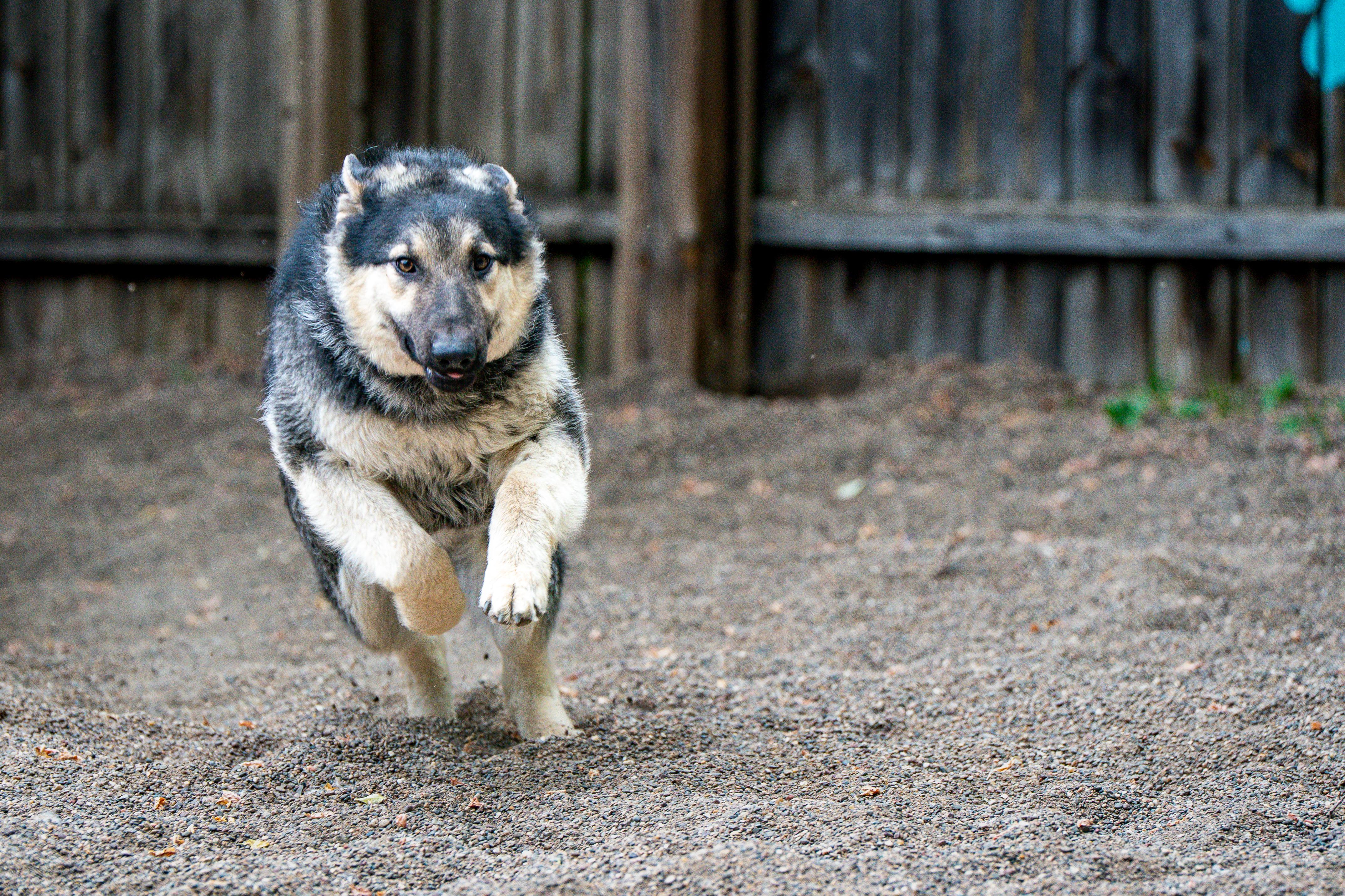 Toby, a ADOPTABLE mixed breed in Red Wing, MN image 2/5