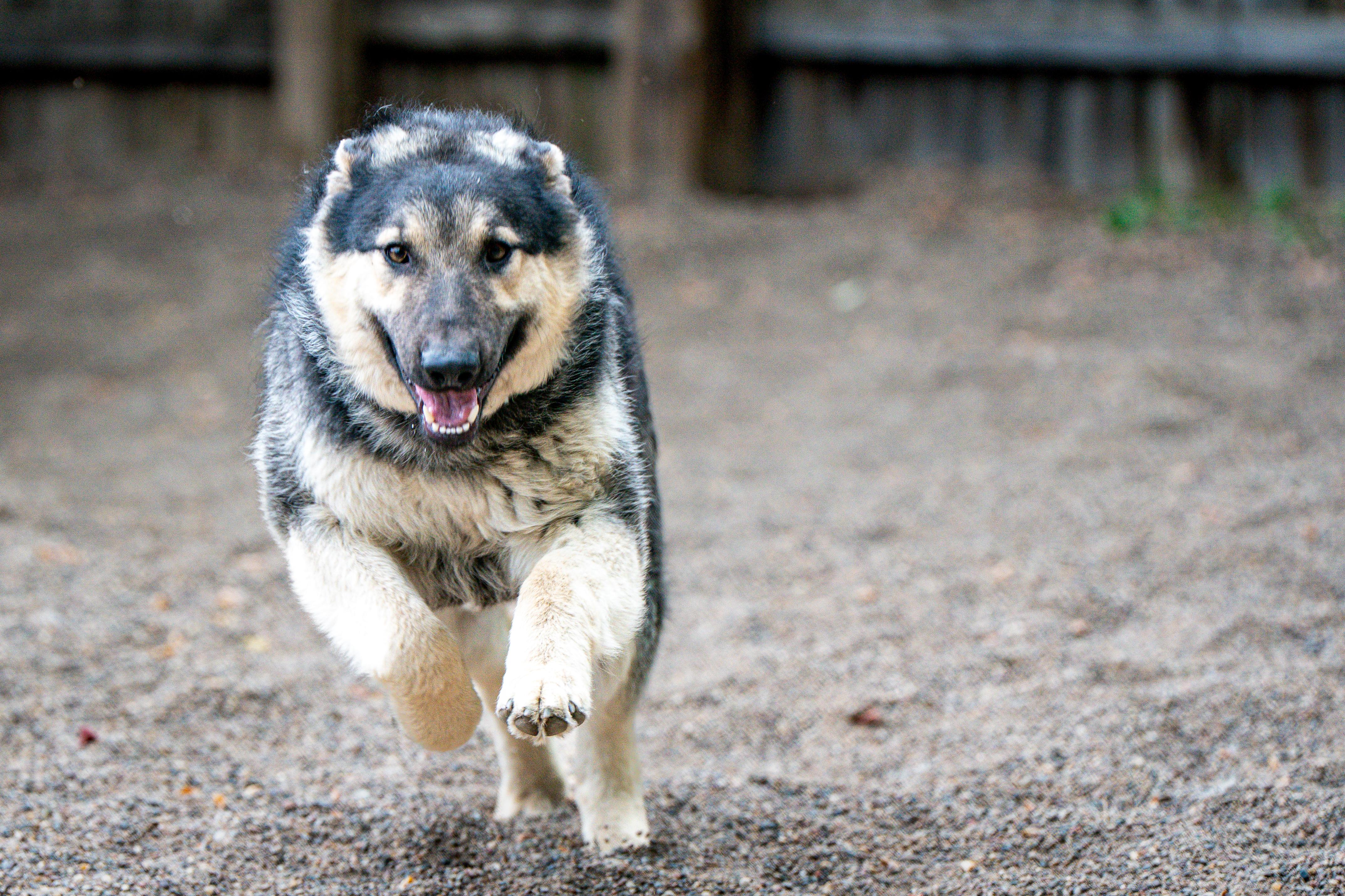 Toby, a ADOPTABLE mixed breed in Red Wing, MN image 5/5