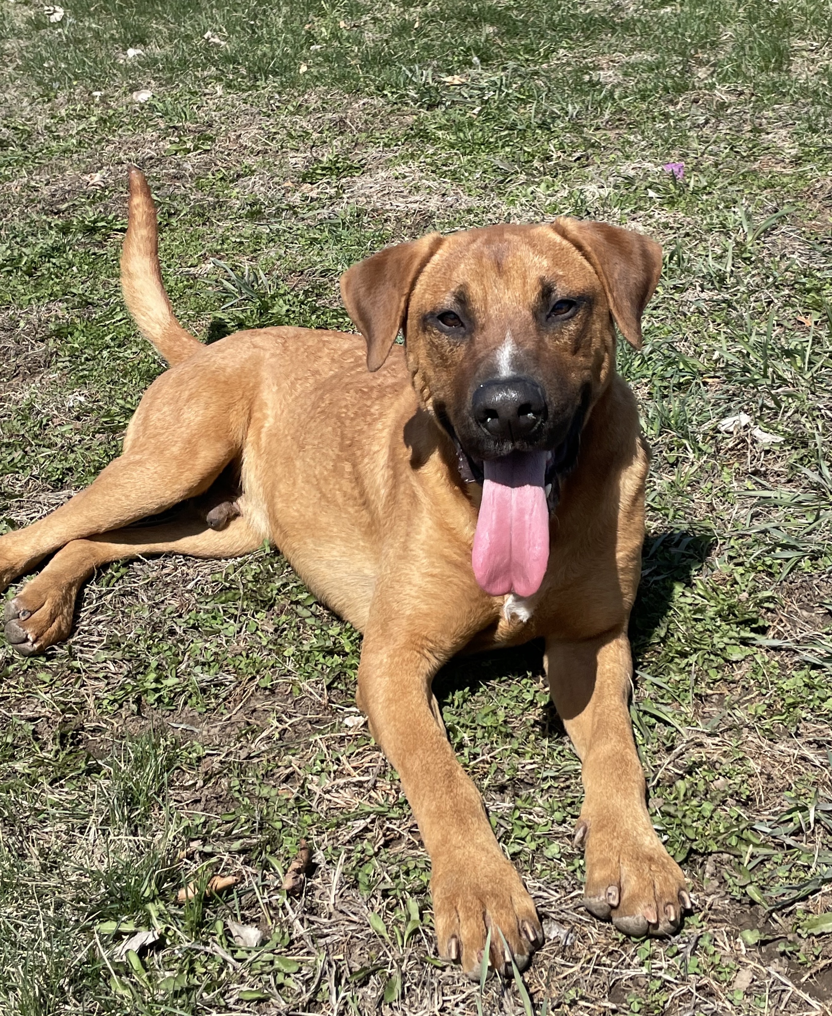 Rockwell, a Adoptable mixed breed in Auburn, NE image 1/6