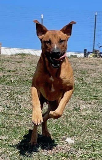 Rockwell, a Adoptable mixed breed in Auburn, NE image 2/6