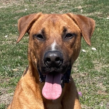 Rockwell, Adoptable, Young Male Labrador Retriever.