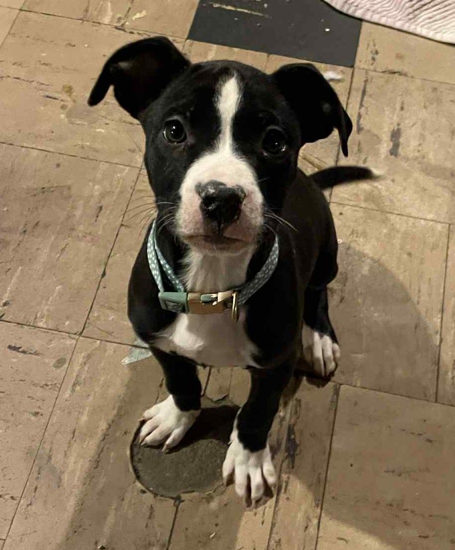 Juliet, a ADOPTABLE mixed breed in Grand Rapids, MI image 1/2