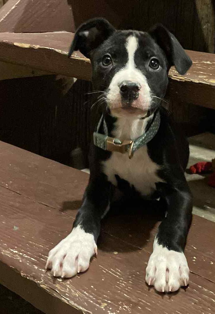 Juliet, a ADOPTABLE mixed breed in Grand Rapids, MI image 2/2