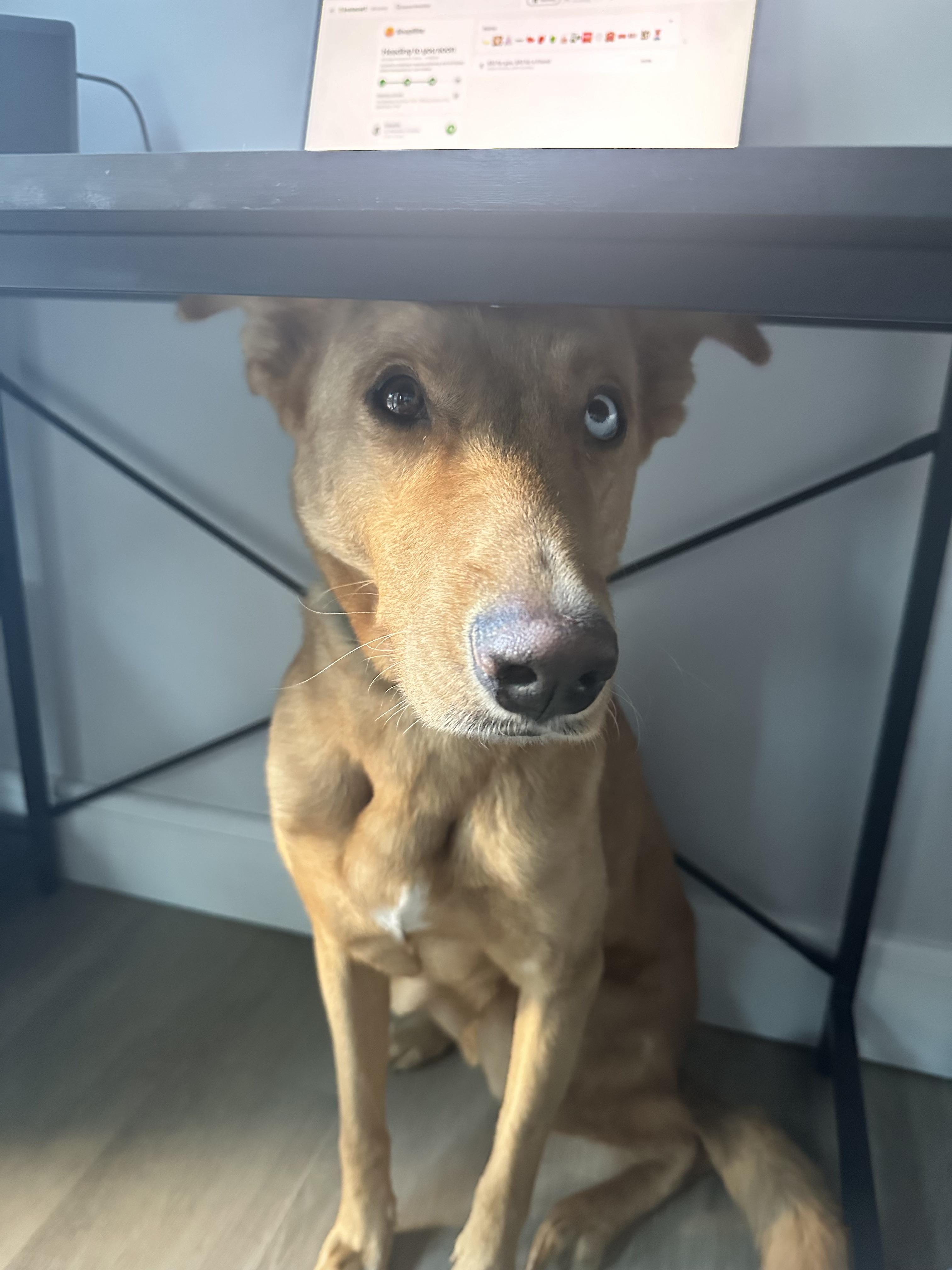 Bleu - Courtesy Post, Adoptable, Adult Male Retriever & Golden Retriever.