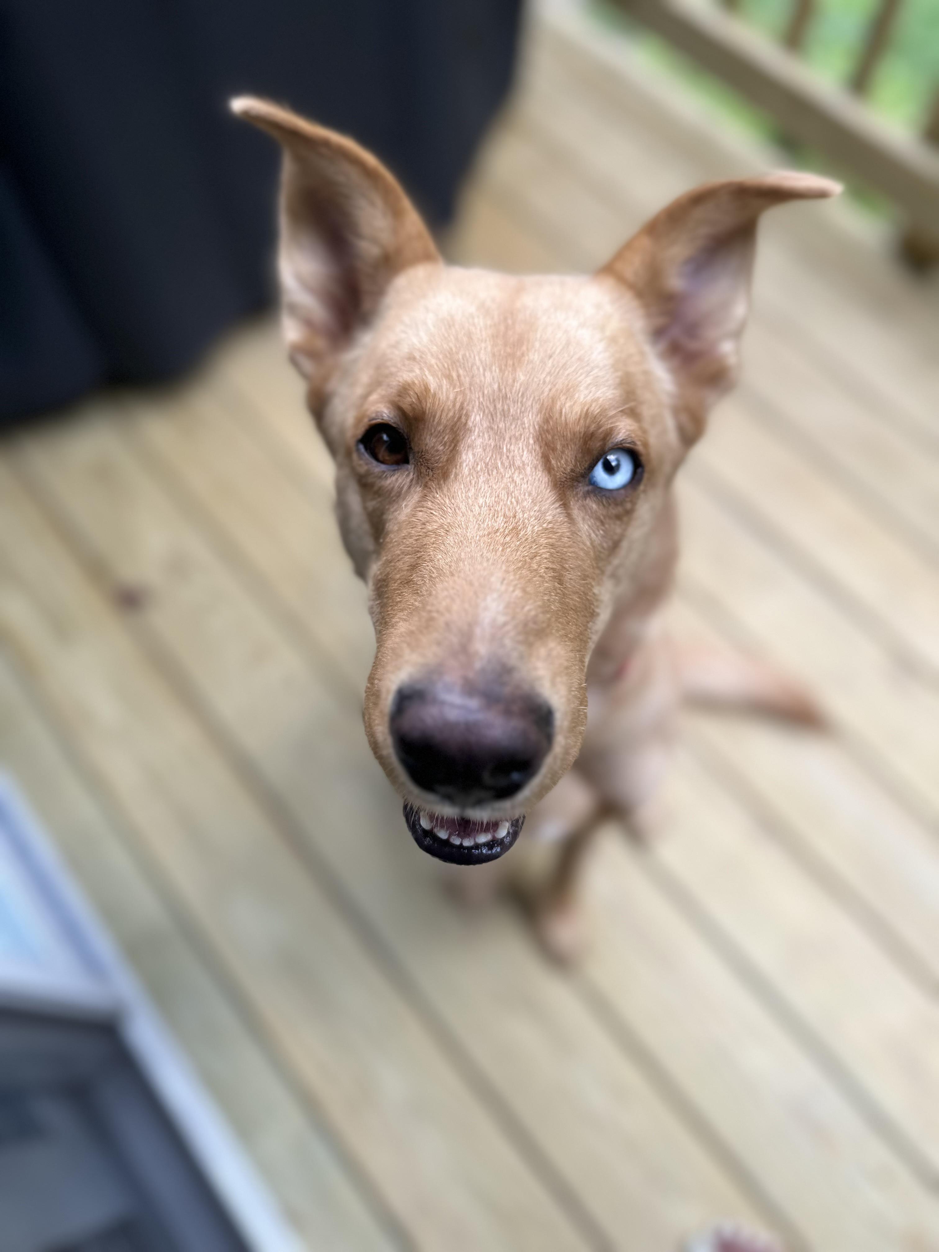 Enlarge Bleu - Courtesy Post, a Adoptable mixed breed in North Haledon, NJ image 2/6