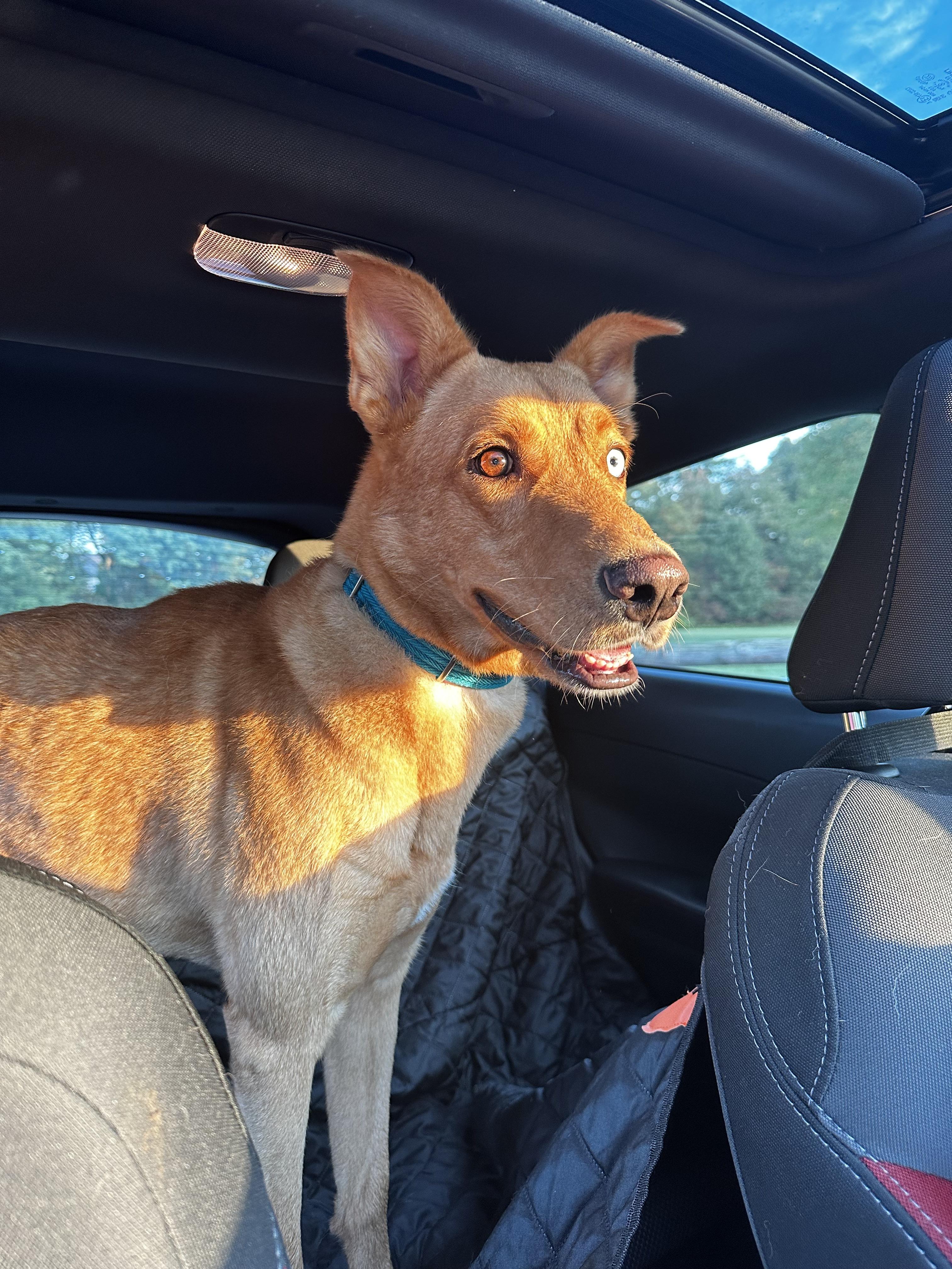 Enlarge Bleu - Courtesy Post, a Adoptable mixed breed in North Haledon, NJ image 3/6