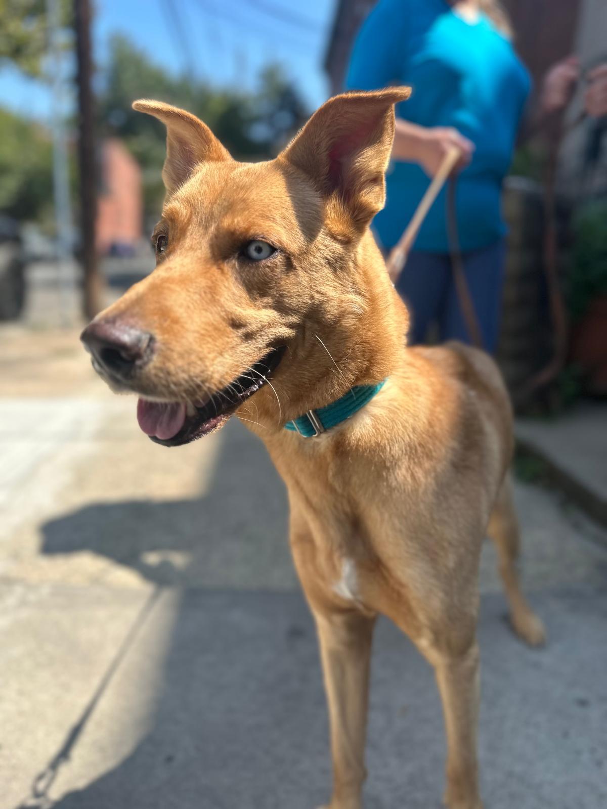 Enlarge Bleu - Courtesy Post, a Adoptable mixed breed in North Haledon, NJ image 4/6