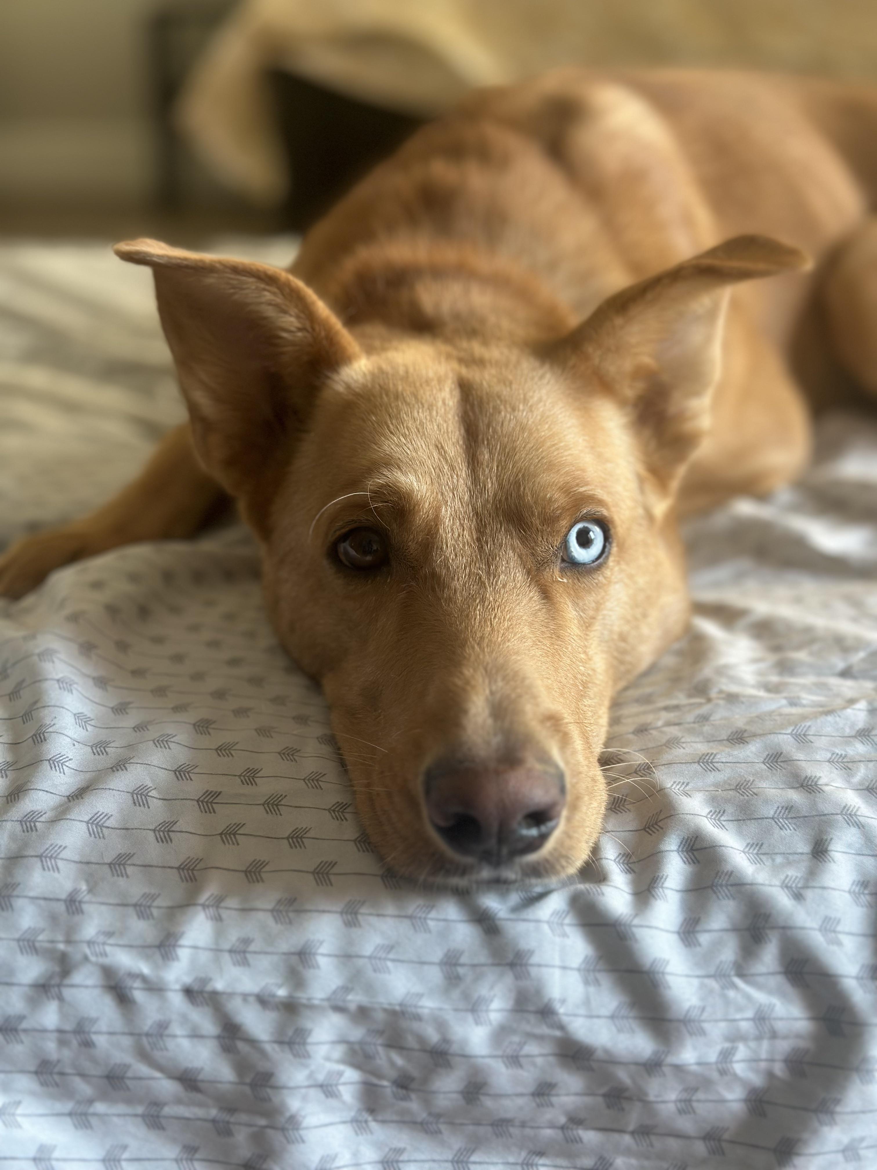 Enlarge Bleu - Courtesy Post, a Adoptable mixed breed in North Haledon, NJ image 5/6