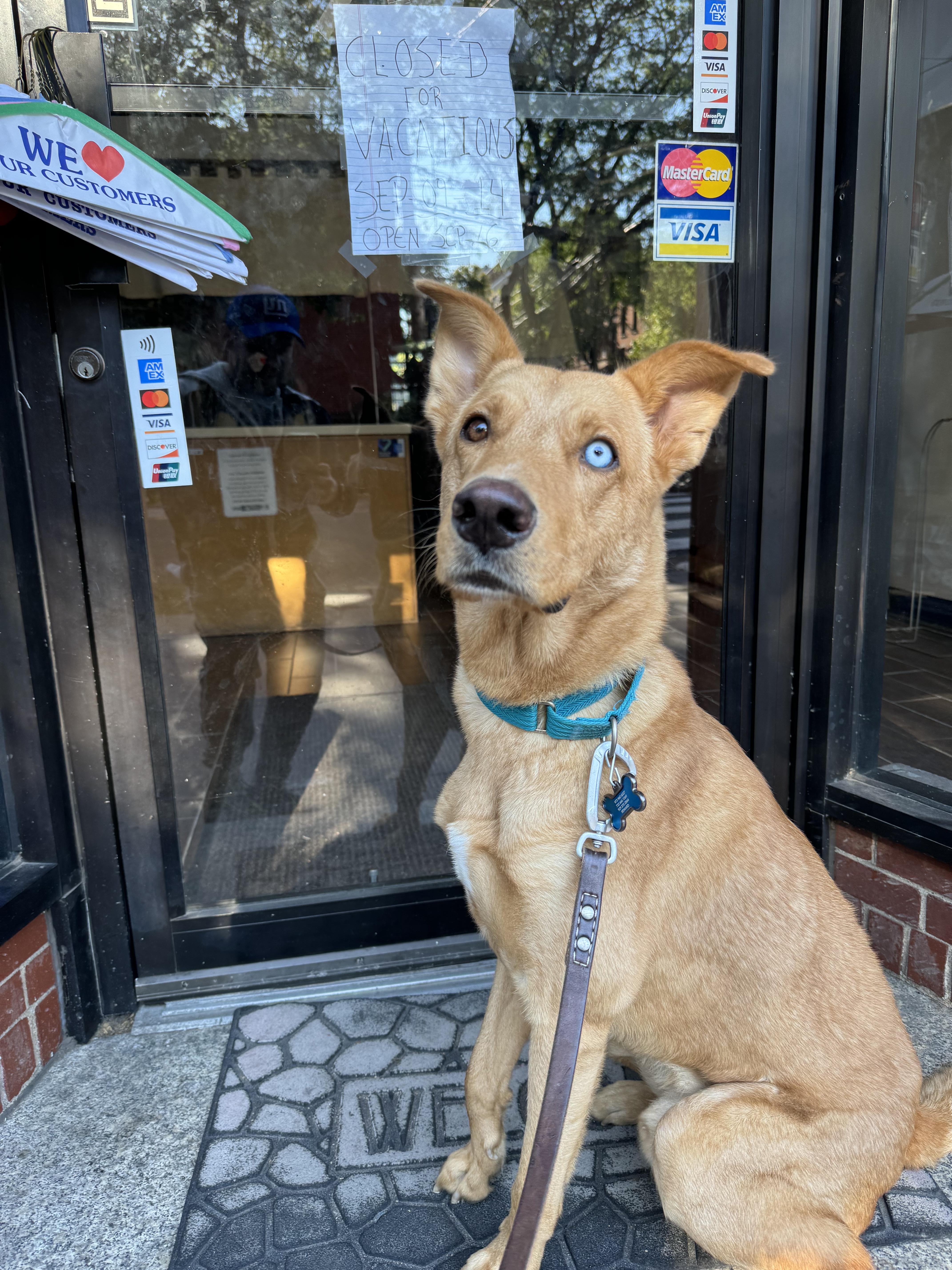 Enlarge Bleu - Courtesy Post, a Adoptable mixed breed in North Haledon, NJ image 6/6