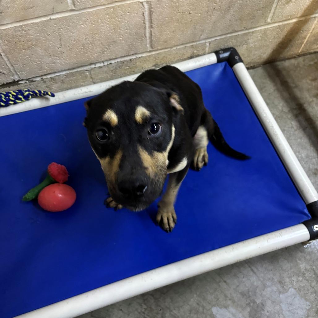 Ziggy, Adoptable, Young Male Rottweiler.