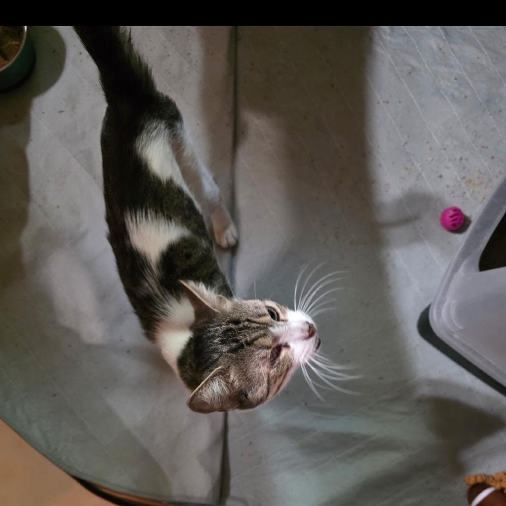 1025-03 Mr. Maple, Adoptable, Adult Male Domestic Short Hair.