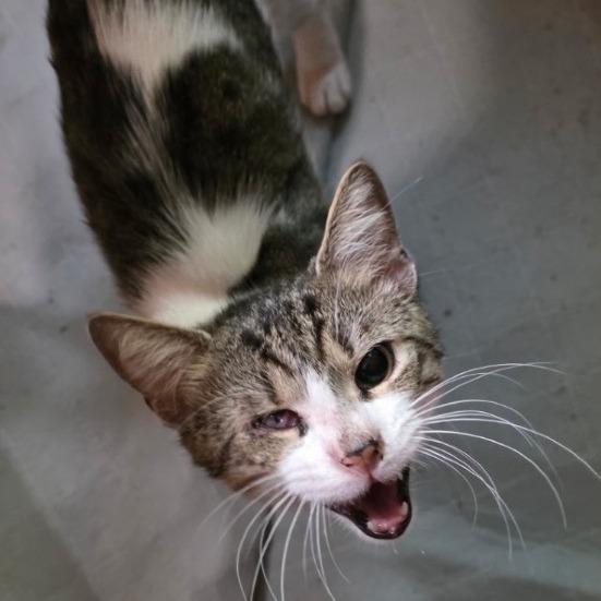 Enlarge 1025-03 Mr. Maple, a Adoptable Domestic Short Hair in Abingdon, MD image 2/6