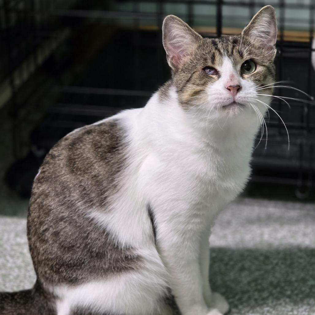 Enlarge 1025-03 Mr. Maple, a Adoptable Domestic Short Hair in Abingdon, MD image 1/6