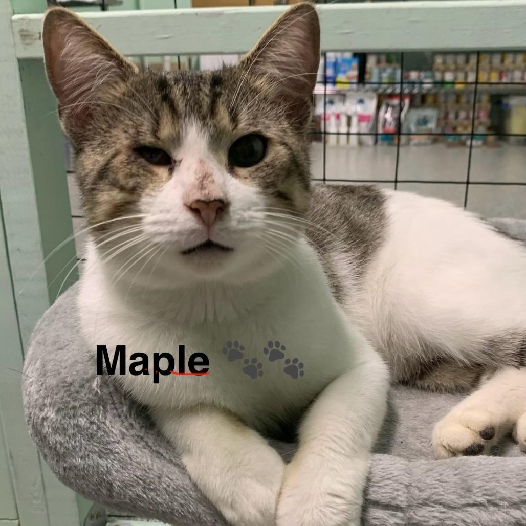 Enlarge 1025-03 Mr. Maple, a Adoptable Domestic Short Hair in Abingdon, MD image 3/6