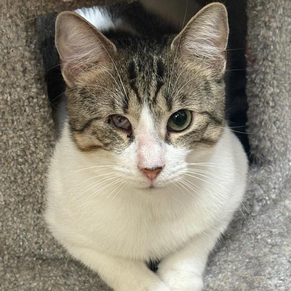 Enlarge 1025-03 Mr. Maple, a Adoptable Domestic Short Hair in Abingdon, MD image 3/6