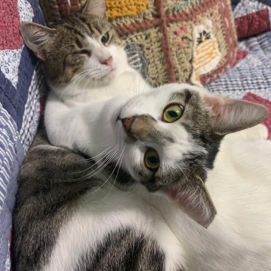 Enlarge 1025-03 Mr. Maple, a Adoptable Domestic Short Hair in Abingdon, MD image 4/6